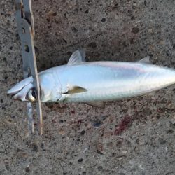 タチウオやっぱり渋かった