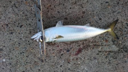 タチウオやっぱり渋かった