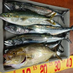 サゴシきてますね〜(エソも)