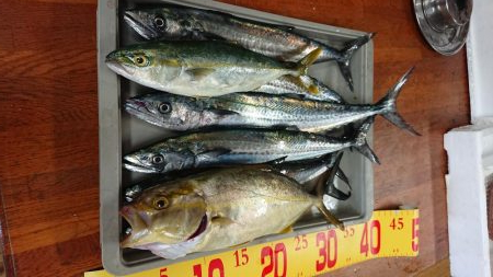 サゴシきてますね〜(エソも)