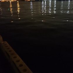 タチウオ釣果 不調続き・・・