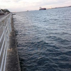 南港タチウオほぼいてない