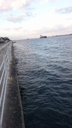 南港タチウオほぼいてない