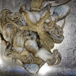 イイダコ・アジ