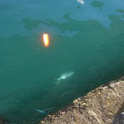 ブルーランナー