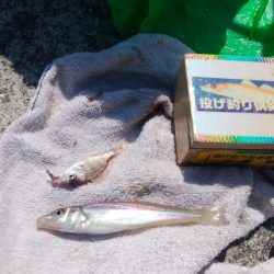 津井海岸でキス狙い