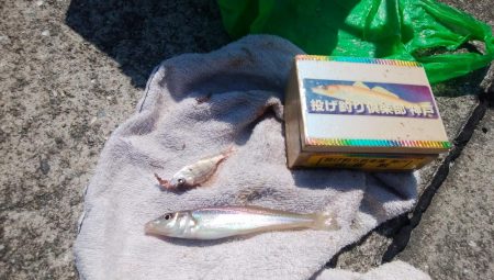 津井海岸でキス狙い