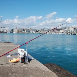 ハゼが入れ食い