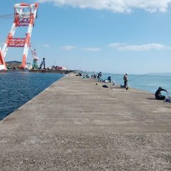 播磨新島でキス狙い