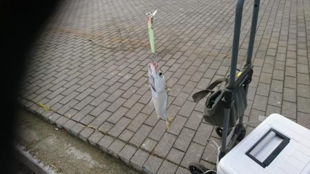 ラトル音で魅せろ!笑 鯖ゲーム