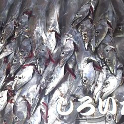 「しろいたち流」　タチウオ、入れ食い、爆釣！