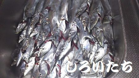 「しろいたち流」　タチウオ、入れ食い、爆釣！