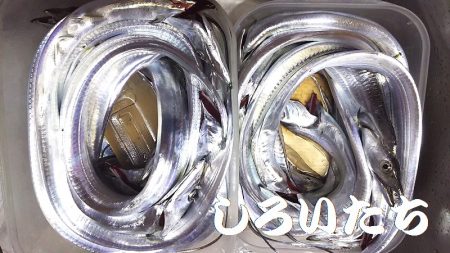 ナイスバディのタチウオ釣れた。