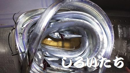 サバの姿が、無くなった?