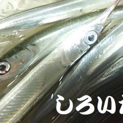 今日はのんびりサヨリ釣り。