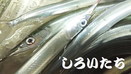 今日はのんびりサヨリ釣り。