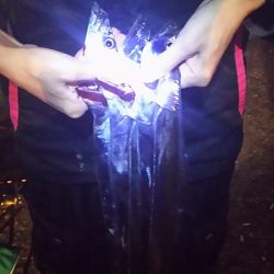 最初はよかった。