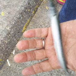 サヨリ時々イワシ。