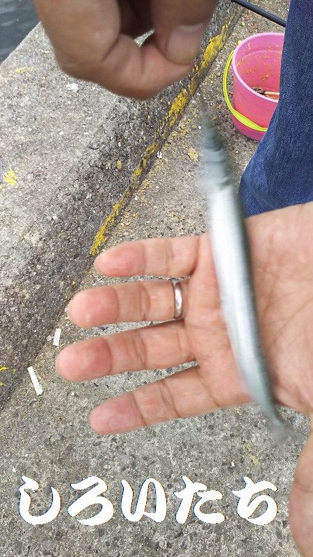 サヨリ時々イワシ。