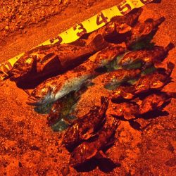 ハードロックフィッシュ