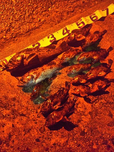 ハードロックフィッシュ