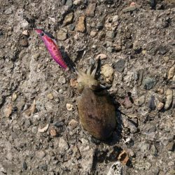 カワハギとタコとイカ