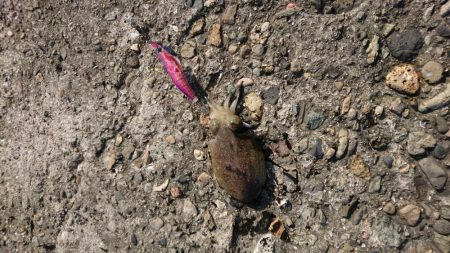 カワハギとタコとイカ