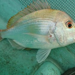 県南ノマセサビキ&ジギング&タイラバ