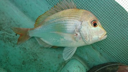 県南ノマセサビキ&ジギング&タイラバ