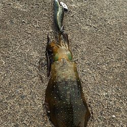 エソカッター？