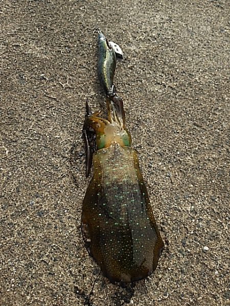 エソカッター？