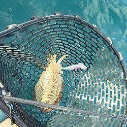 ウネリの中でティップラン