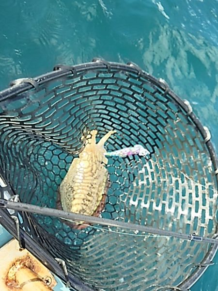 ウネリの中でティップラン