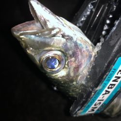 ゲキ渋タチウオ