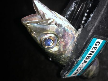 ゲキ渋タチウオ