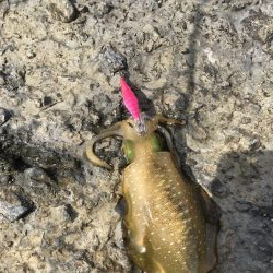 エギングランガン