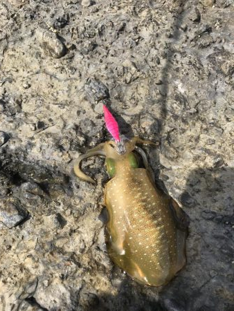 エギングランガン