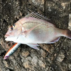 失った餌木…んぐ