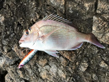 失った餌木…んぐ