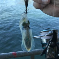 青物&ヒラメ求めて！