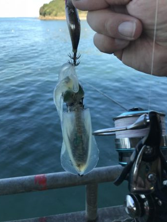 青物&ヒラメ求めて！