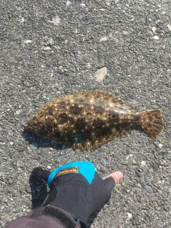 フカセ釣りチヌ