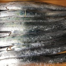 タチウオ×9からのサバ3