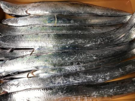 タチウオ×9からのサバ3