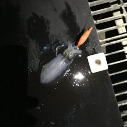 デカ青物求めて！