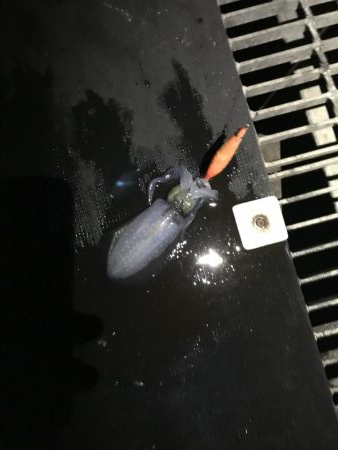 デカ青物求めて！