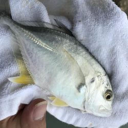 セイゴ〜メッキ