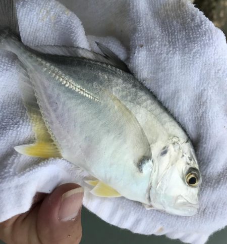 セイゴ〜メッキ