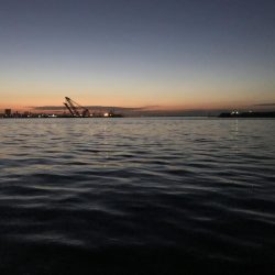 サバをエサにサバ。