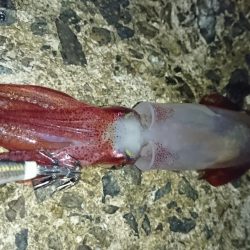 台風明けアオリイカ